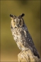 Long-eared-Owl;Colorado;Female;Asio-otus;one-animal;close-up;color-image;nobody;